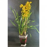 Orchidea Cymbidium 