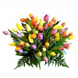 Mixed Colour Tulips